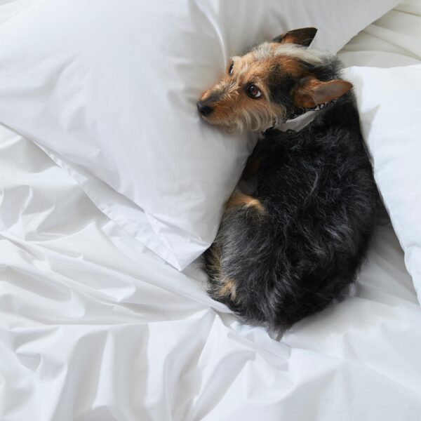 Classic Percale Core Sheet Set - Image 108