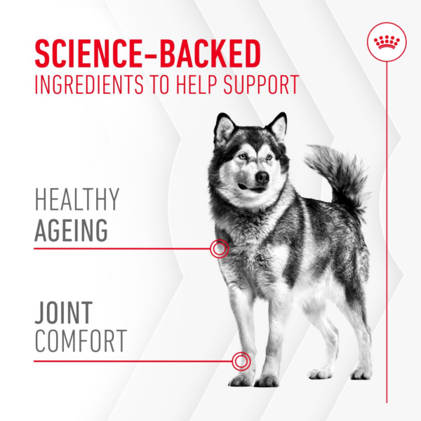 Royal Canin Joint & Ageing Soft Chews Adult Dog Supplements - Image 3
